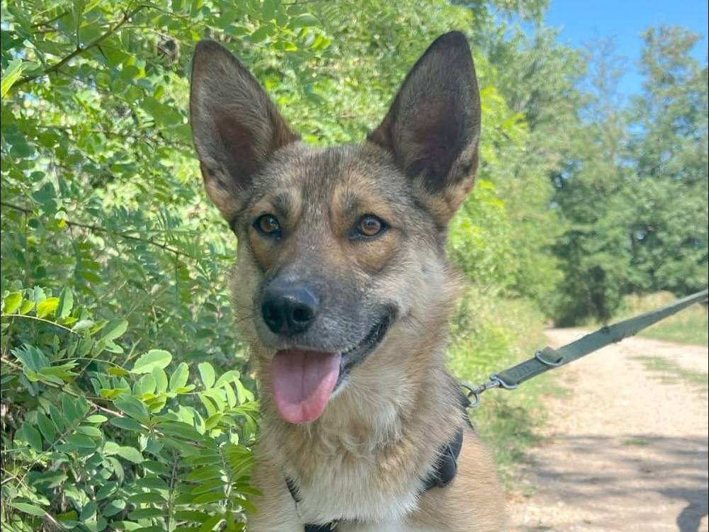 Vuoi adottare un cane a Milano?