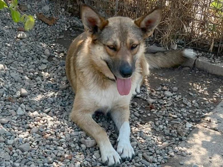 Adotta il cane Anais a Milano
