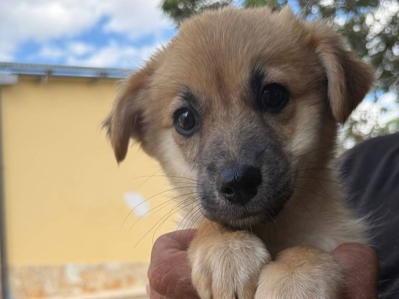 Adozione cane, maschio, Razza sconosciuta Razza sconosciuta, 3 mesi, taglia media, Matera