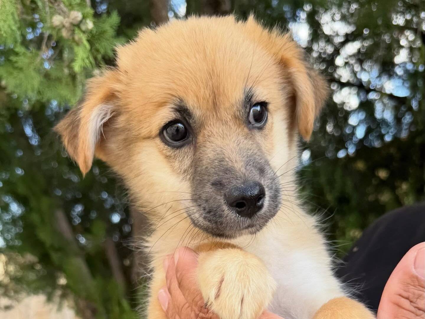 Vuoi adottare un cane a Matera?