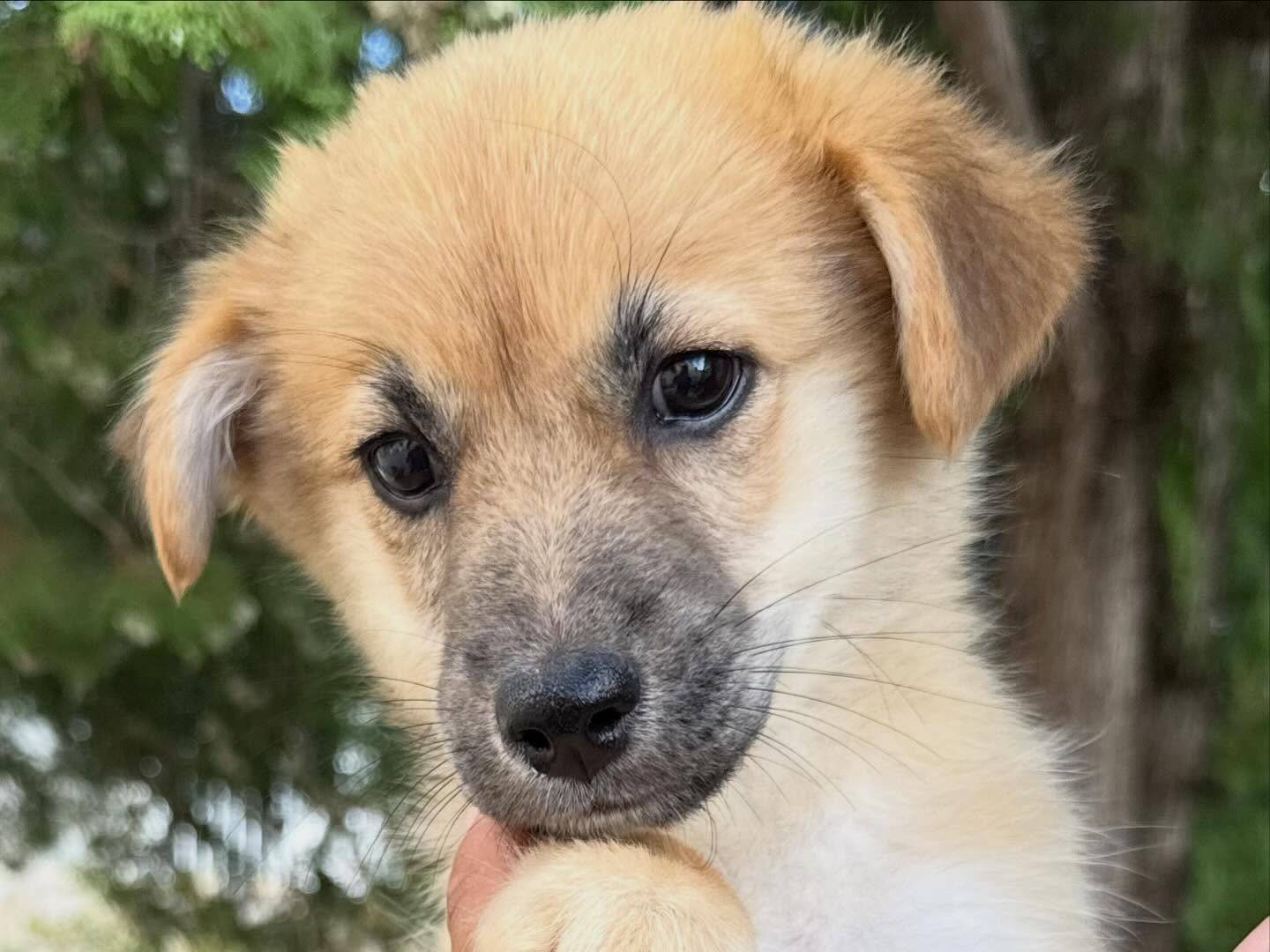 Adotta il cane Wolf a Matera
