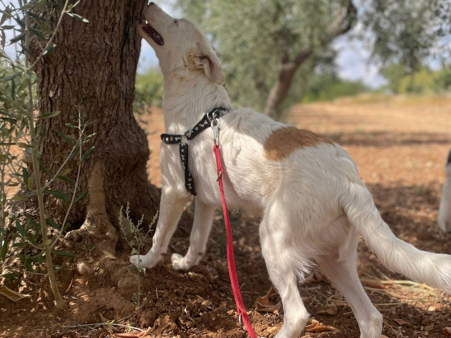 Adotta un cane, taglia media, maschio, Bari