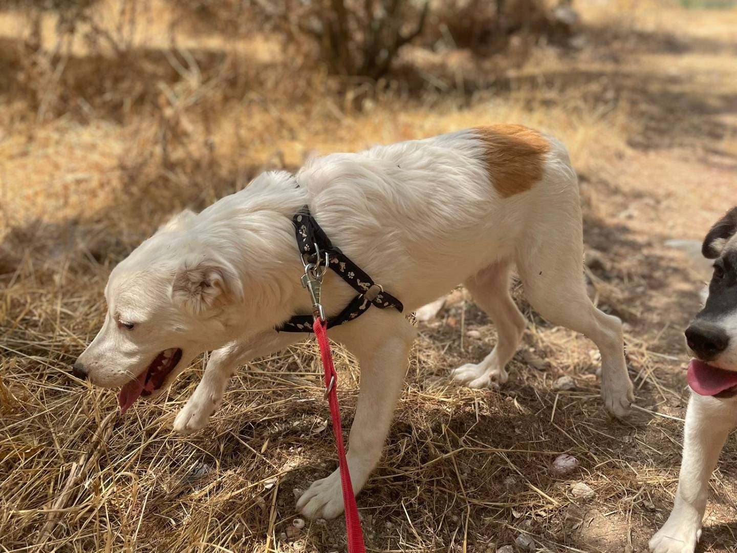 Vuoi adottare un cane a Bari?