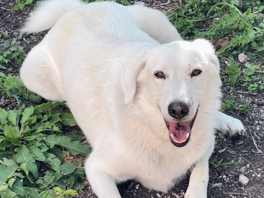 Adozione cane, maschio, Razza sconosciuta Razza sconosciuta, 1 anno e 1 mese, taglia grande, Frosinone