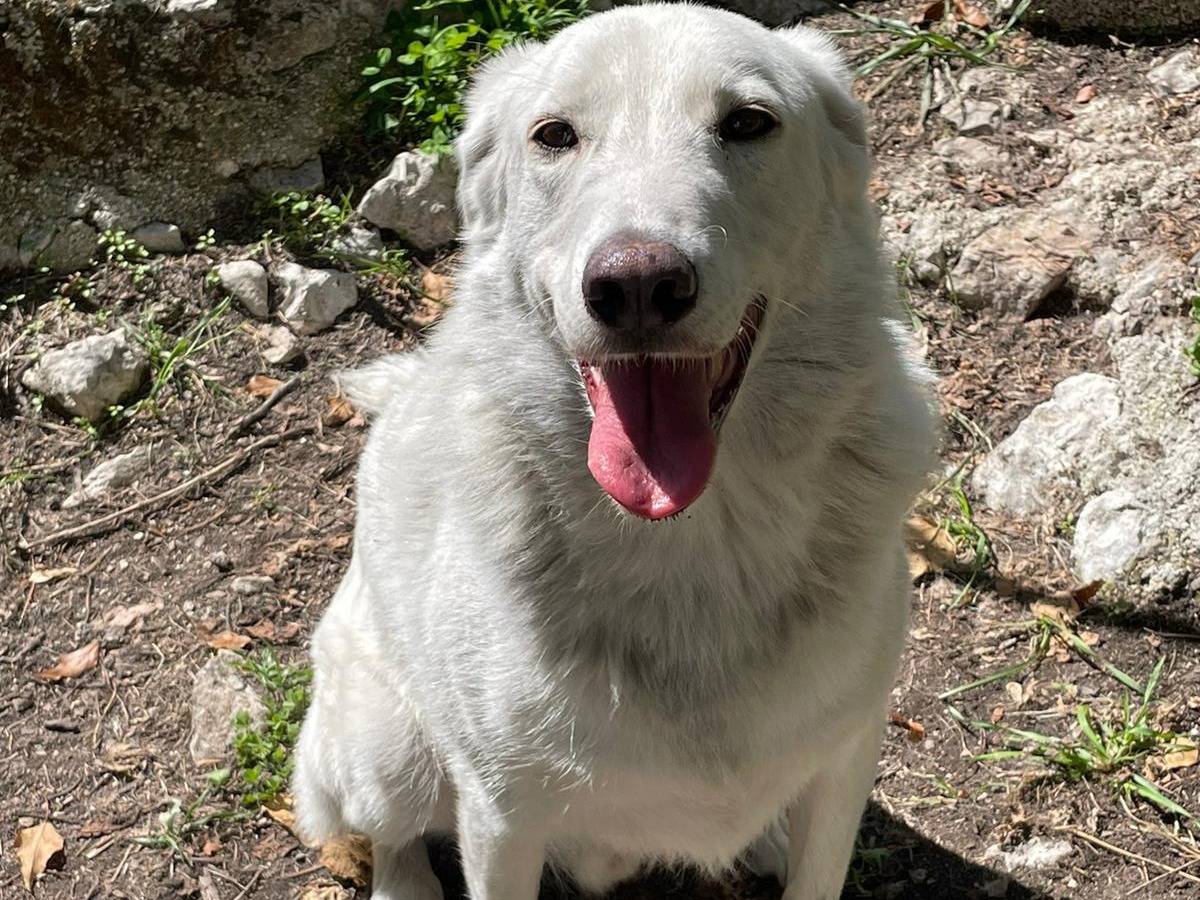 Adotta un cane, taglia grande, maschio, Frosinone
