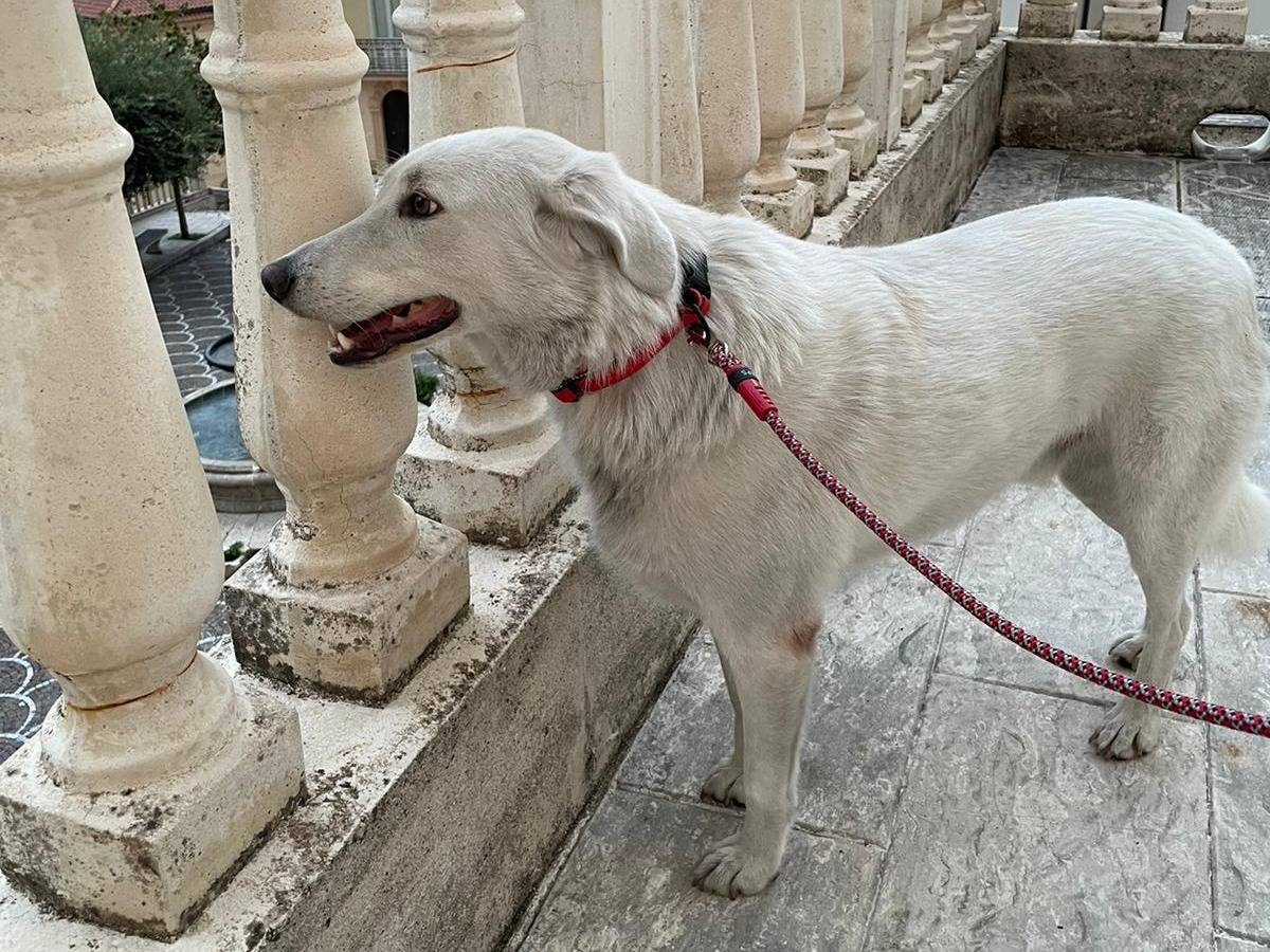 Vuoi adottare un cane a Frosinone?
