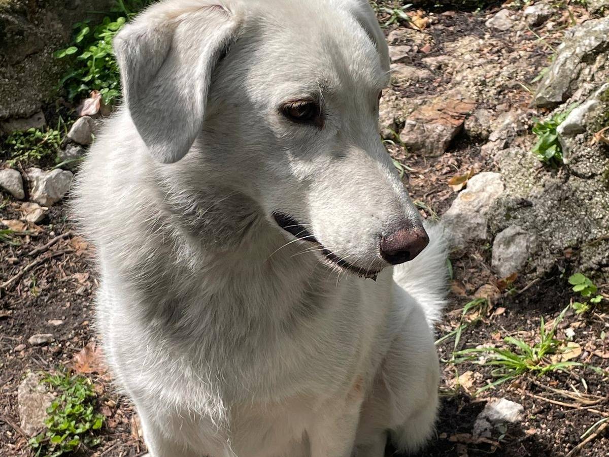 Adotta il cane CESARE a Frosinone