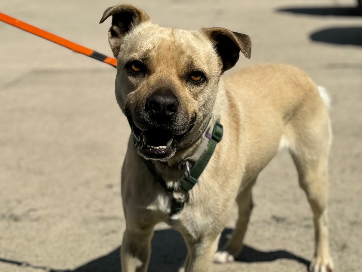 Adotta il cane Chicco  a Napoli