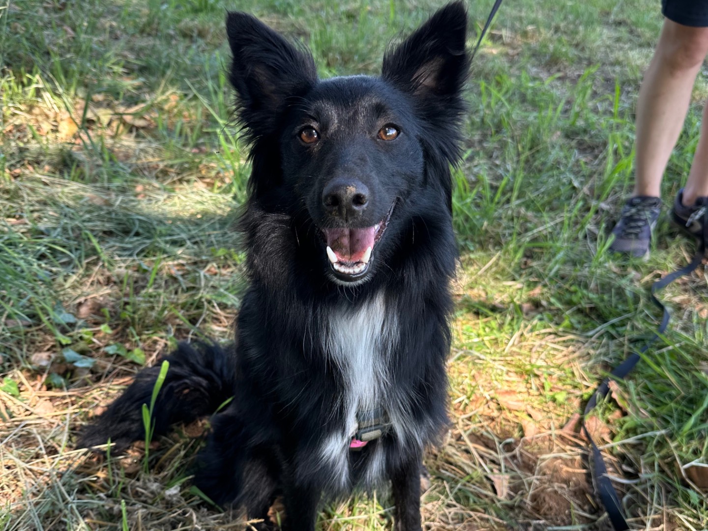 Adozione cane, maschio, Razza sconosciuta Razza sconosciuta, 1 anno e 3 mesi, taglia piccola, Bologna