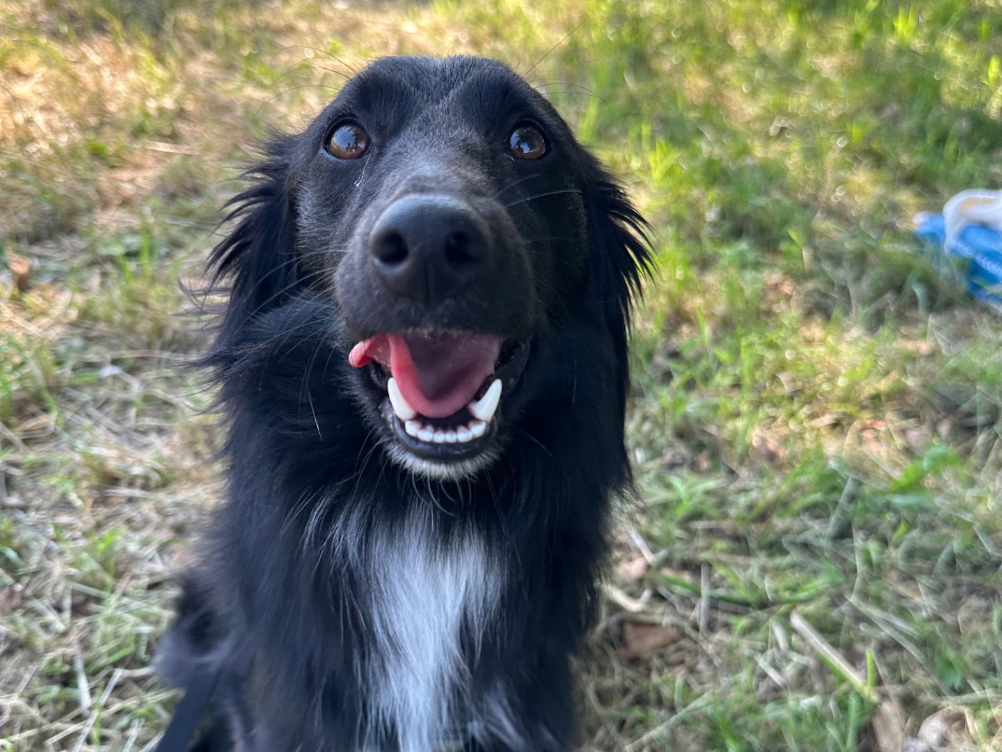 Adotta un cane, maschio, 1 anno e 3 mesi, Bologna