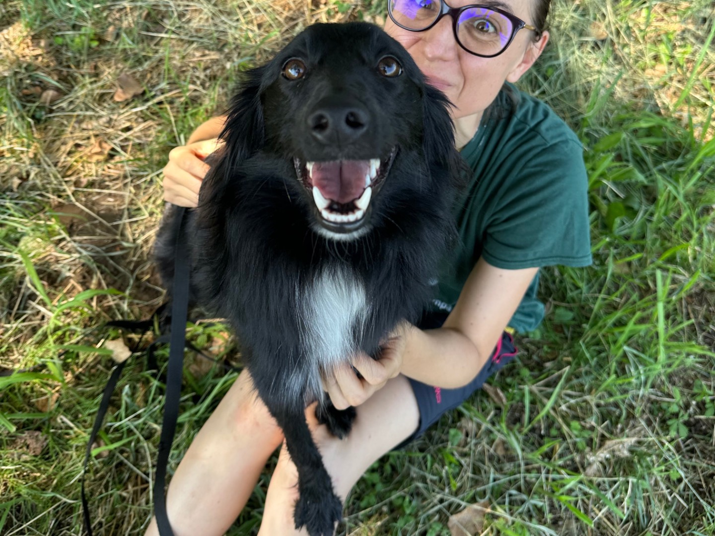 Adotta un cane, taglia piccola, maschio, Bologna
