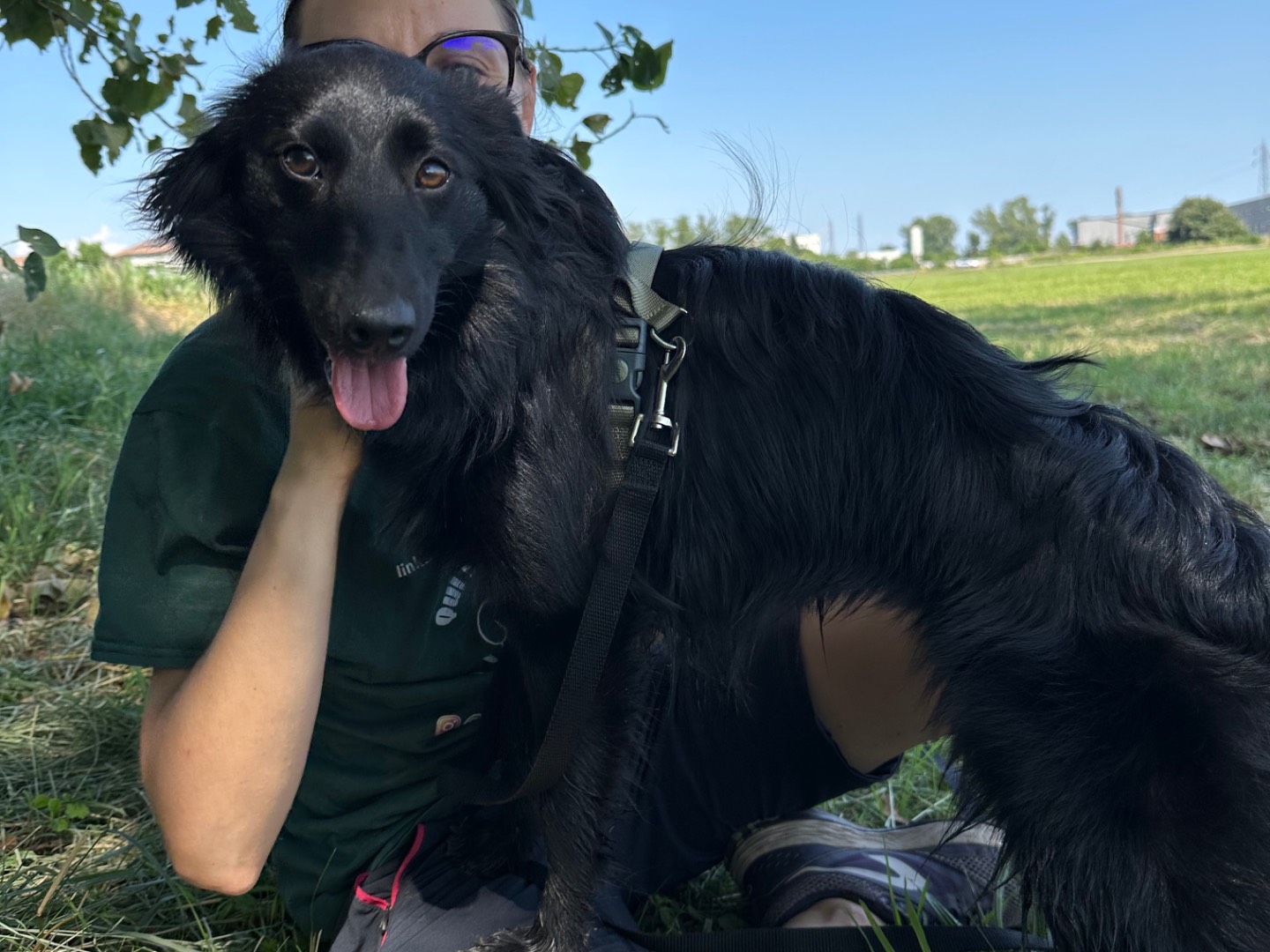 Vuoi adottare un cane a Bologna?