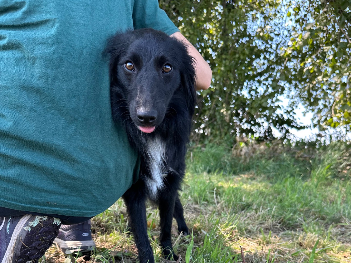 Adotta il cane Laila a Bologna