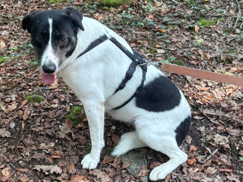 Adozione cane, femmina, Razza sconosciuta Razza sconosciuta, 3 anni e 3 mesi, taglia media contenuta, Milano
