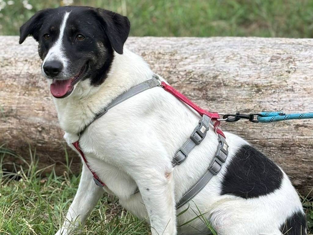 Adotta un cane, femmina, 3 anni e 3 mesi, Milano
