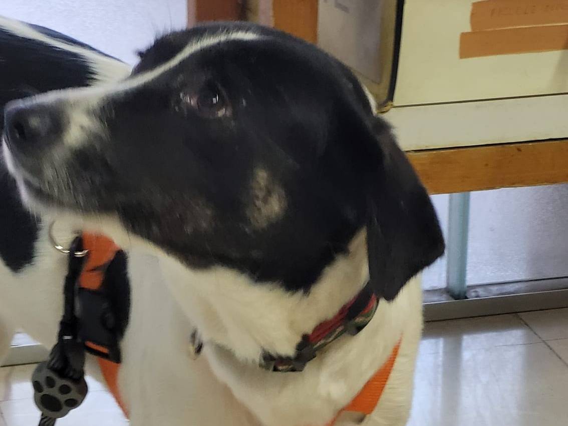 Adotta un cane, taglia media contenuta, femmina, Milano
