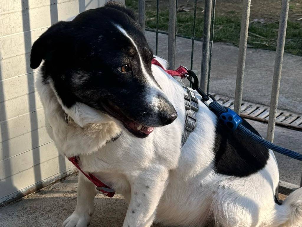 Vuoi adottare un cane a Milano?