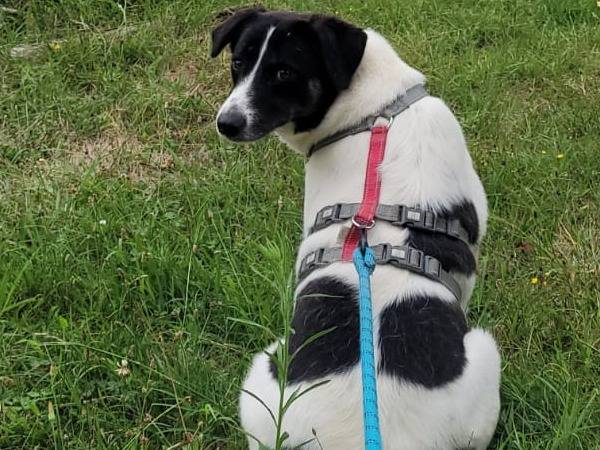 Adotta il cane COOKIE a Milano