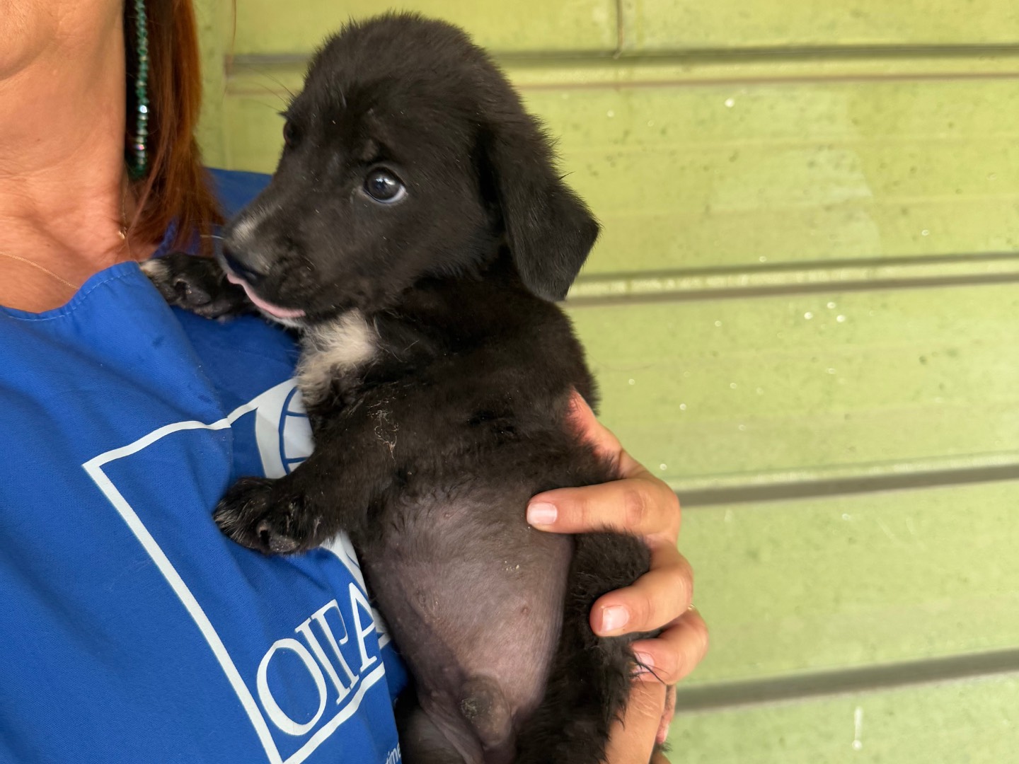 Vuoi adottare un cane a Napoli?