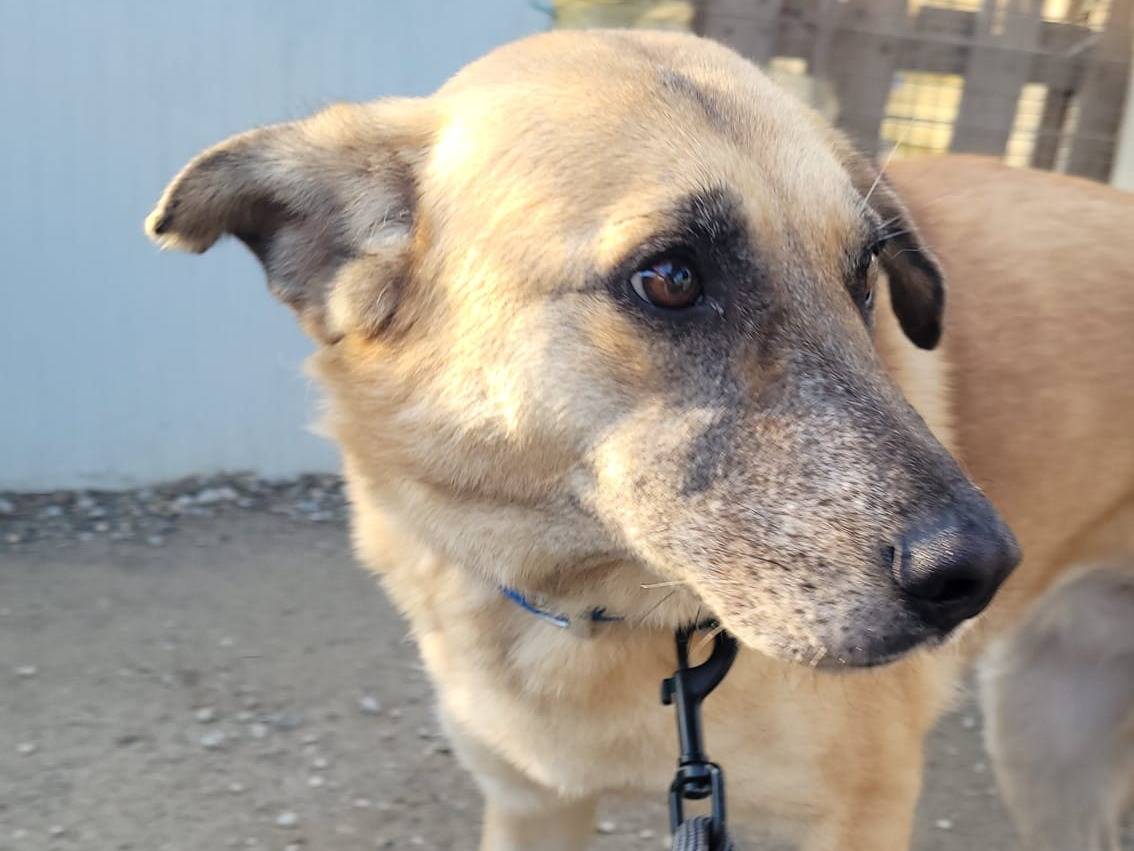 Vuoi adottare un cane a Milano?