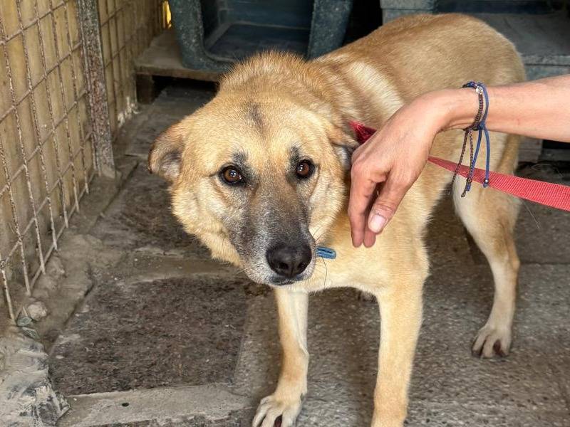 Adotta il cane RAJA a Milano