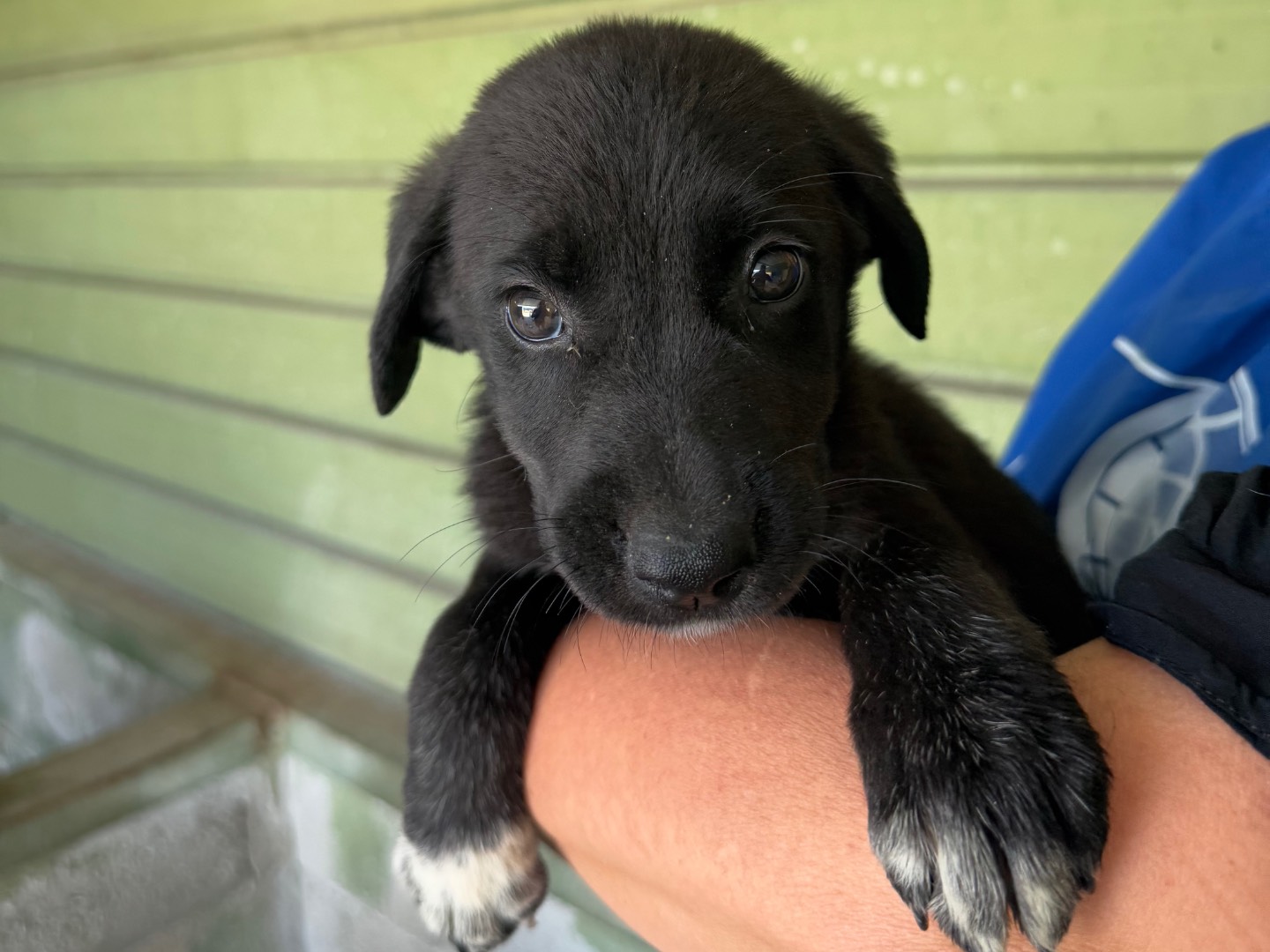 Adozione cane, femmina, Razza sconosciuta Razza sconosciuta, 1 mesi, taglia media, Napoli