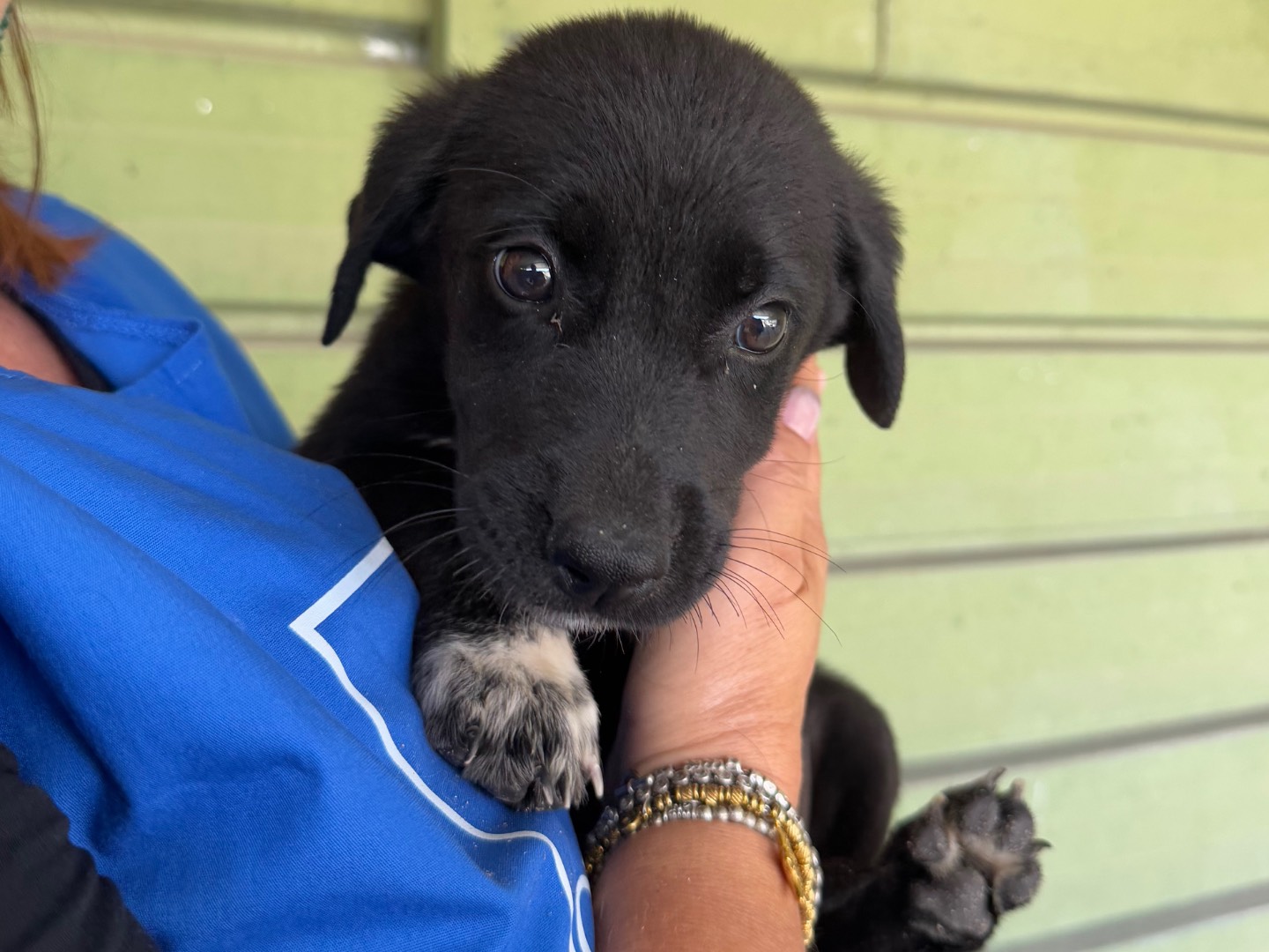 Adotta un cane, femmina, 1 mesi, Napoli