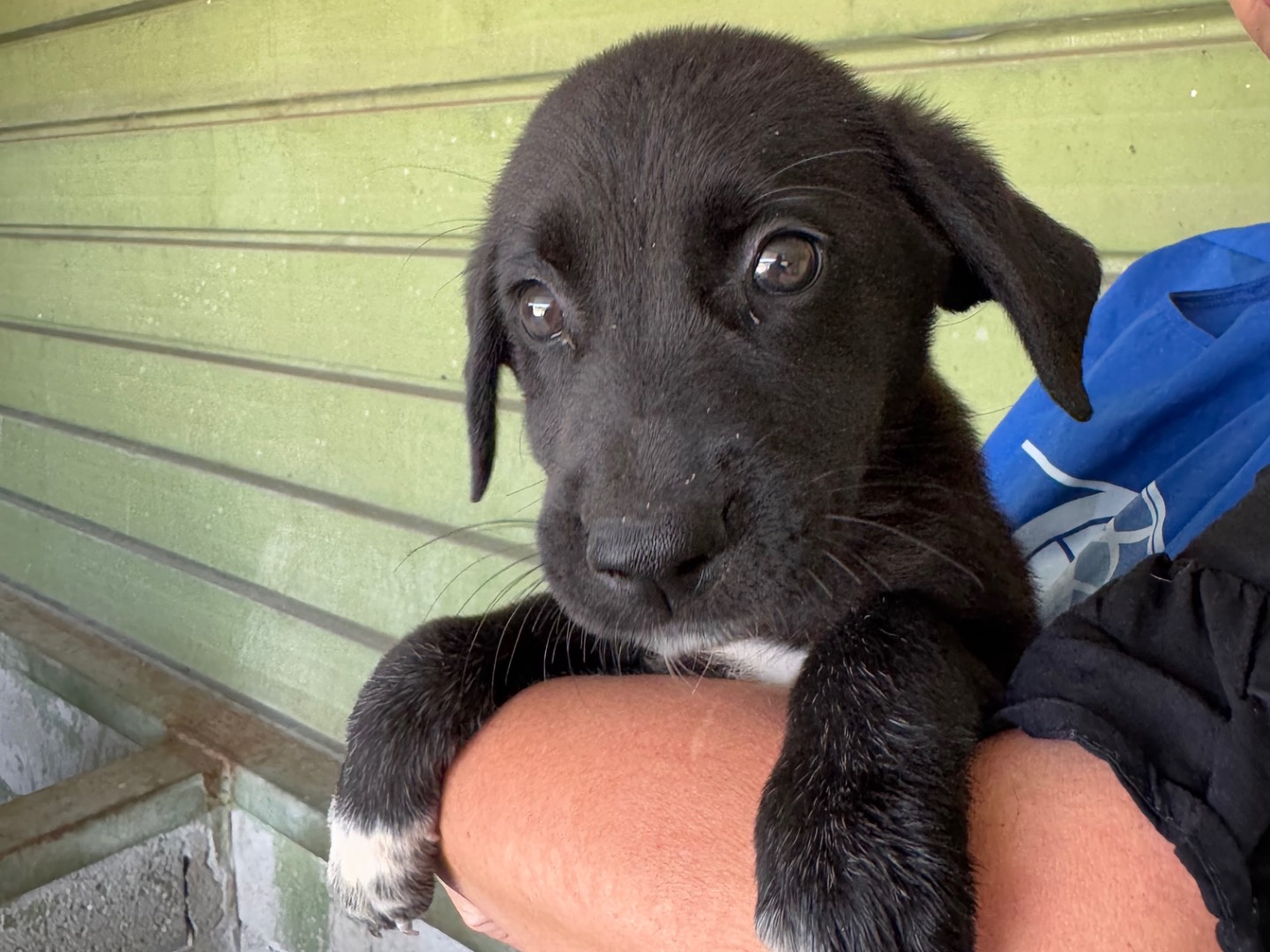 Adotta un cane, taglia media, femmina, Napoli