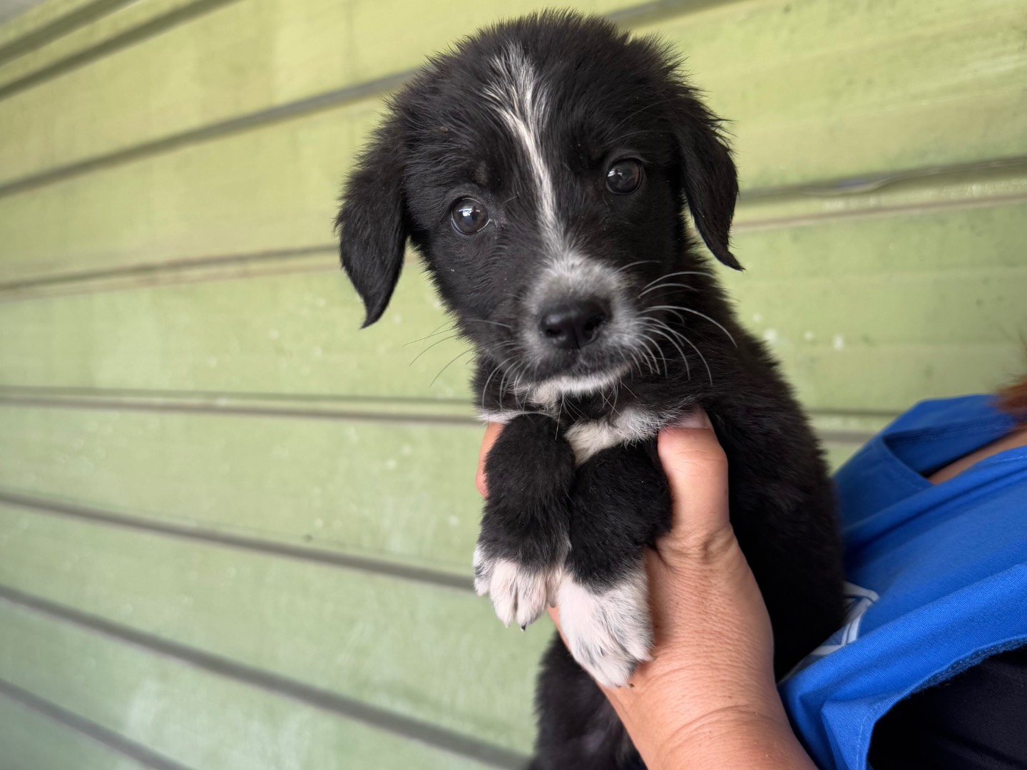 Adozione cane, femmina, Razza sconosciuta Razza sconosciuta, 1 mesi, taglia media, Napoli