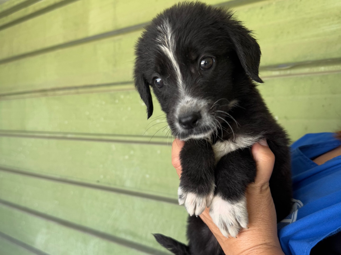 Adotta un cane, femmina, 1 mesi, Napoli