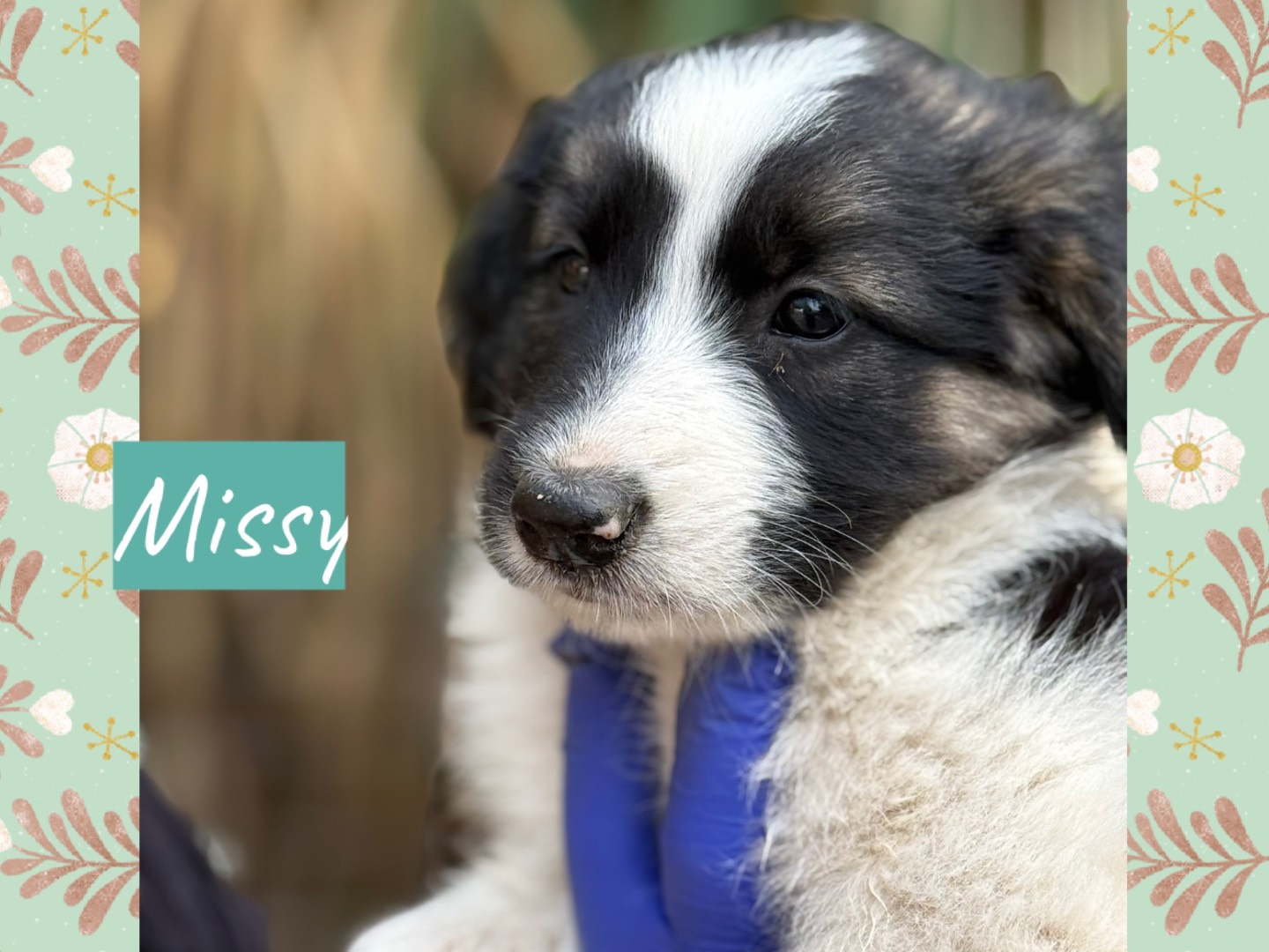 Adozione cane, femmina, Razza sconosciuta Razza sconosciuta, 4 mesi, taglia media, Catanzaro