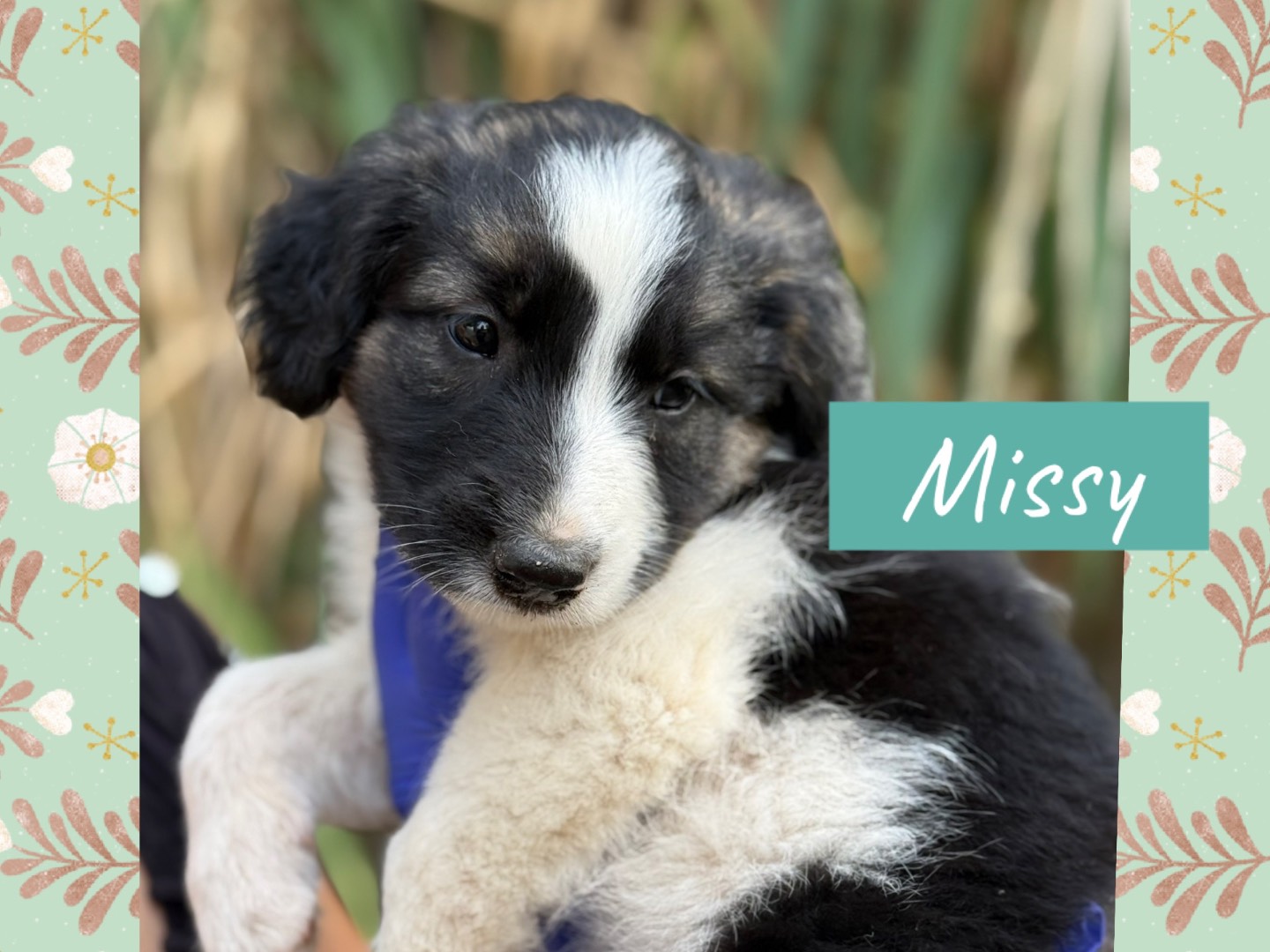 Adotta un cane, femmina, 4 mesi, Catanzaro