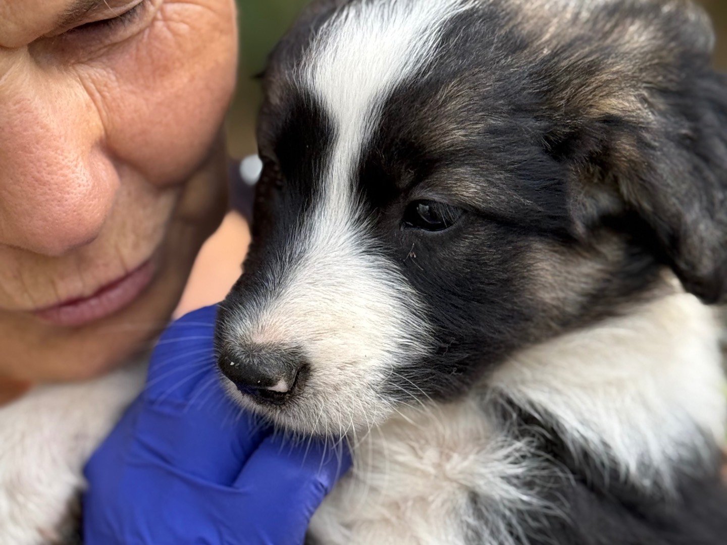 Adotta un cane, taglia media, femmina, Catanzaro