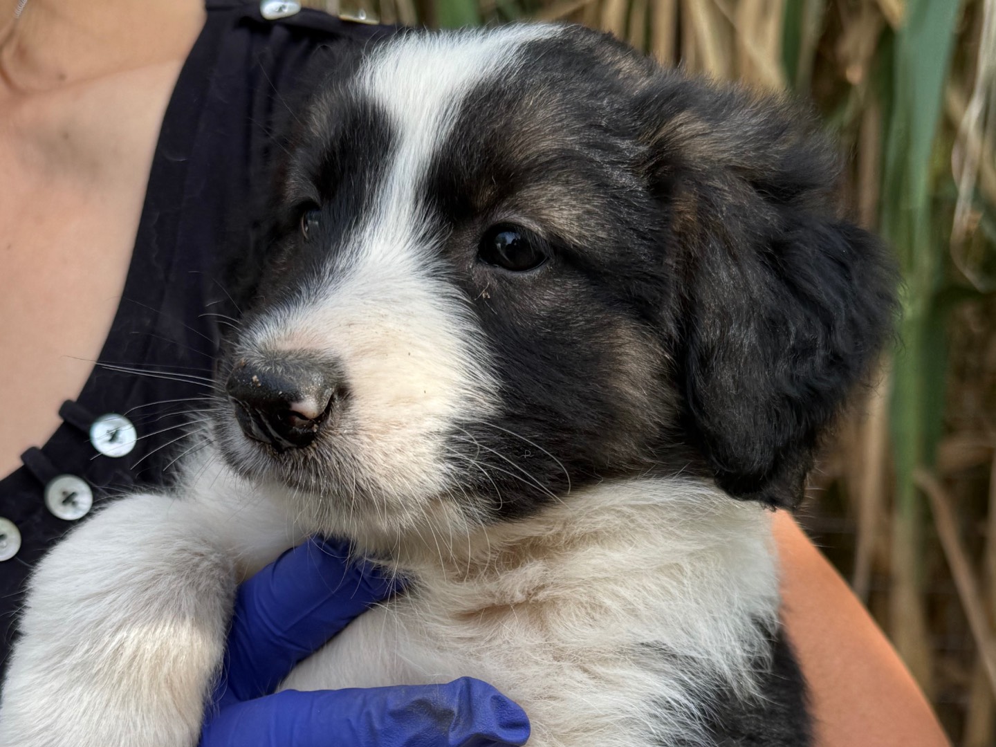 Vuoi adottare un cane a Catanzaro?