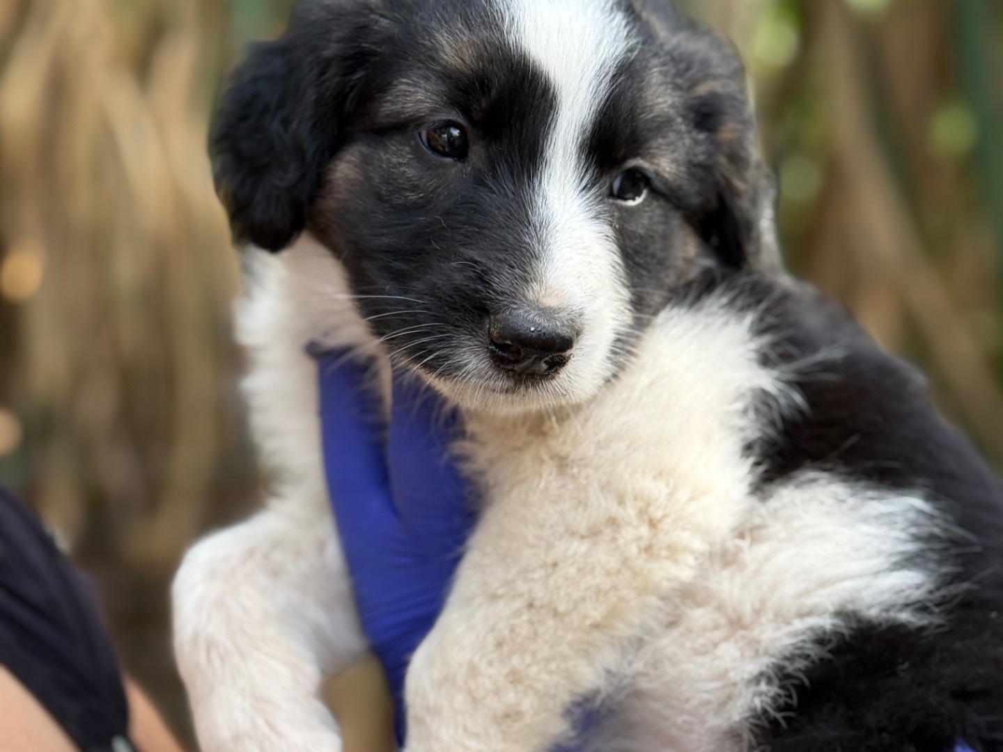 Adotta il cane Missy a Catanzaro