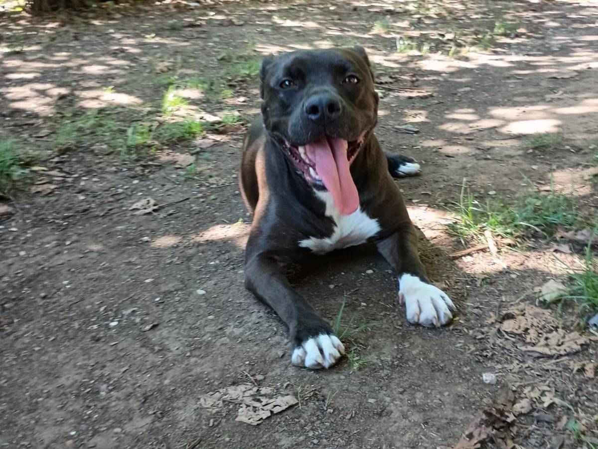 Adozione cane, femmina, Pitbull Razza sconosciuta, 5 anni e 5 mesi, taglia media, Caserta