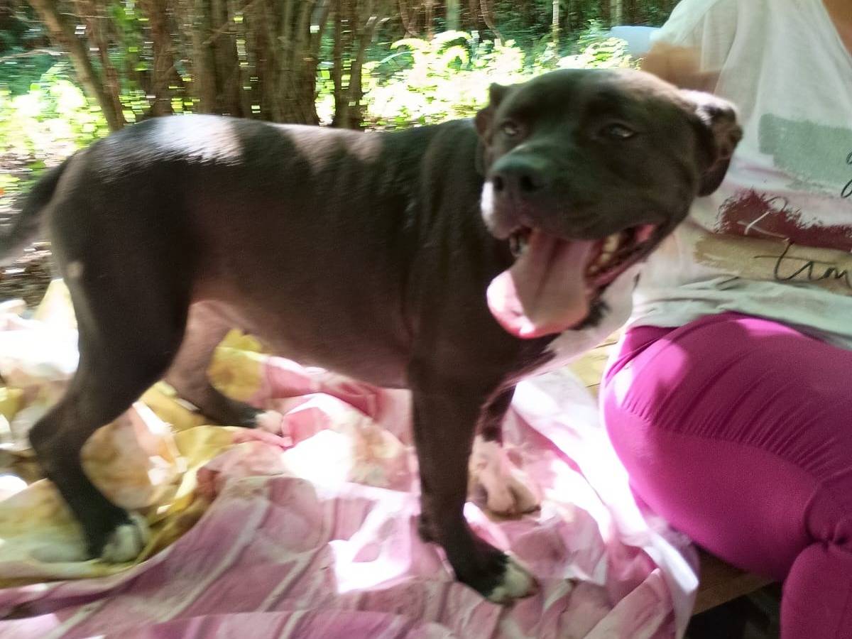 Adotta un cane, femmina, 5 anni e 5 mesi, Caserta