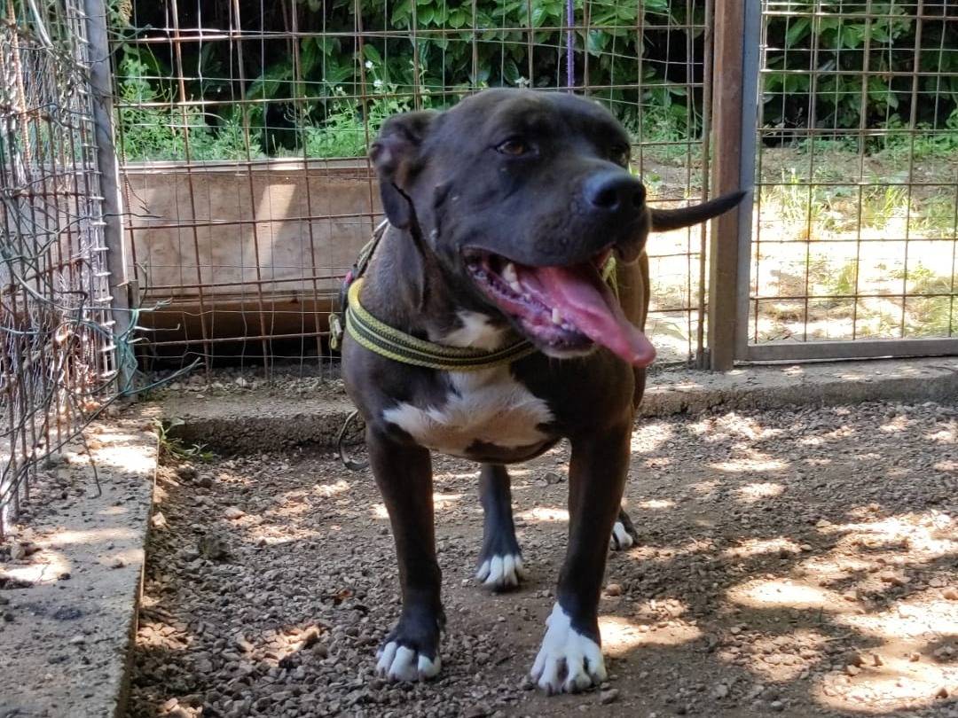 Adotta un cane, taglia media, femmina, Caserta