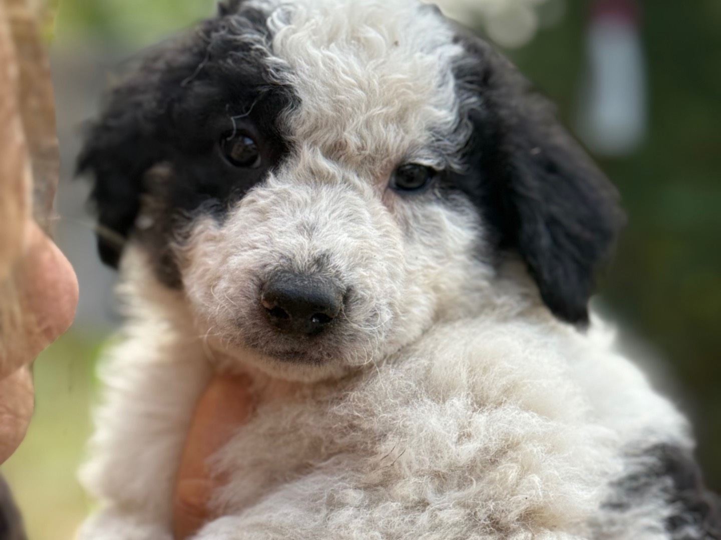 Adotta un cane, taglia media, femmina, Catanzaro