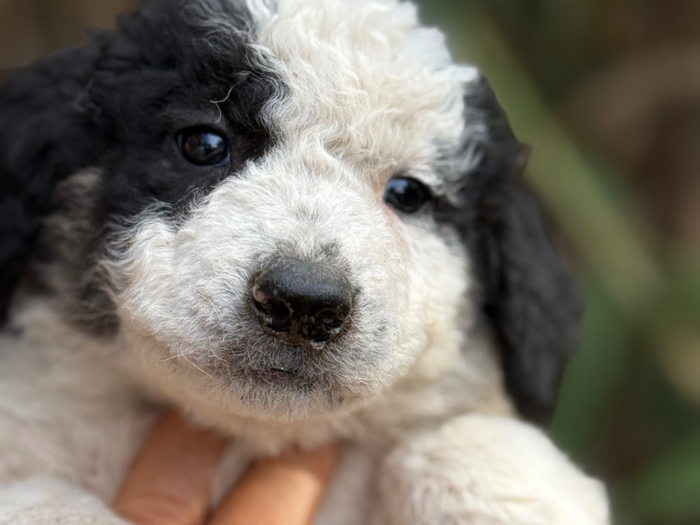 Vuoi adottare un cane a Catanzaro?