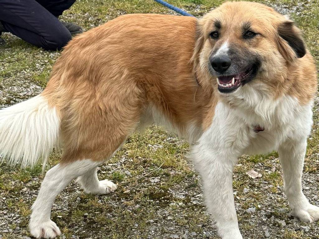 Adozione cane, maschio, Razza sconosciuta Razza sconosciuta, 3 anni e 3 mesi, taglia media, Milano