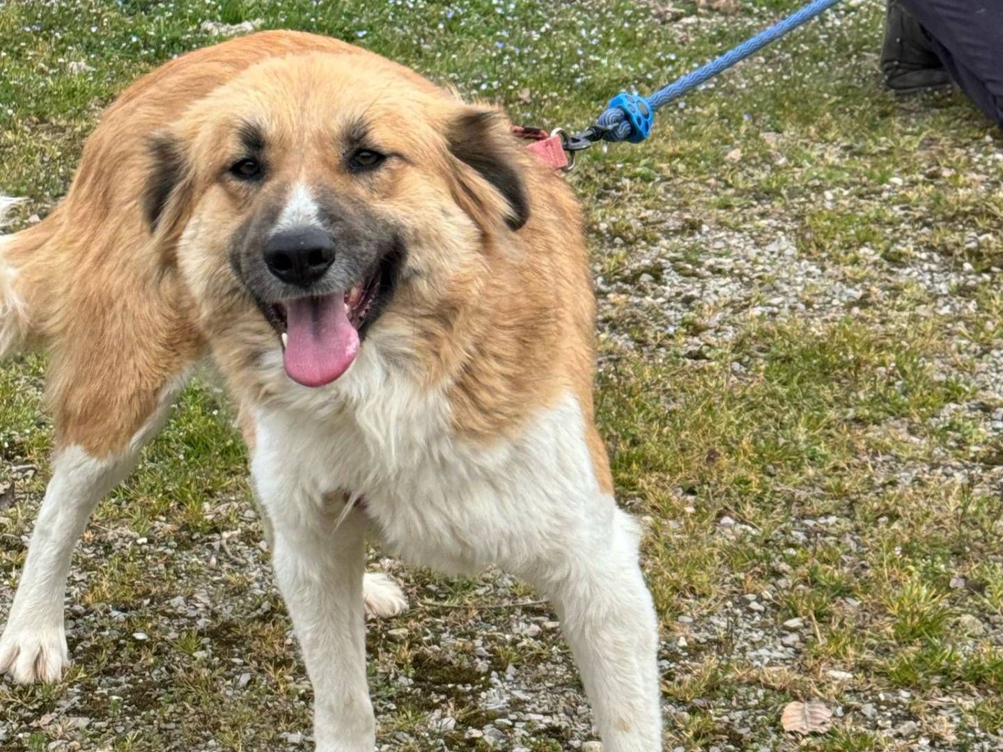 Adotta un cane, maschio, 3 anni e 3 mesi, Milano