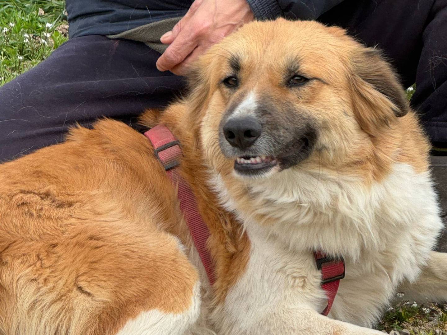 Adotta un cane, taglia media, maschio, Milano