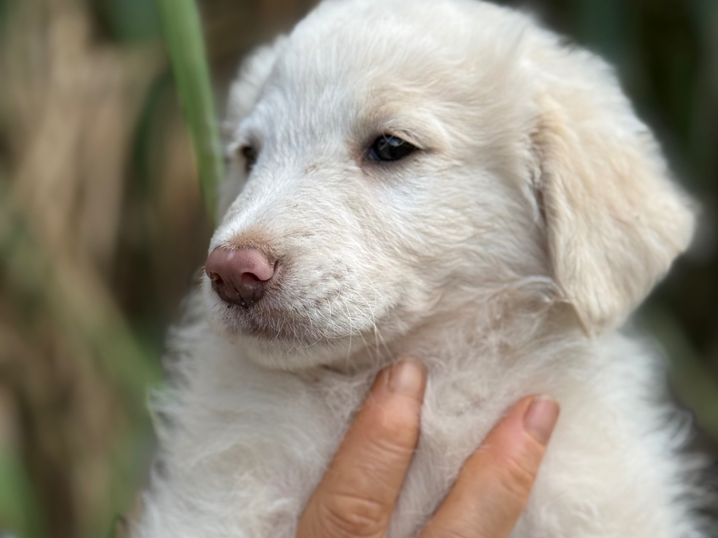 Adotta un cane, maschio, 4 mesi, Catanzaro