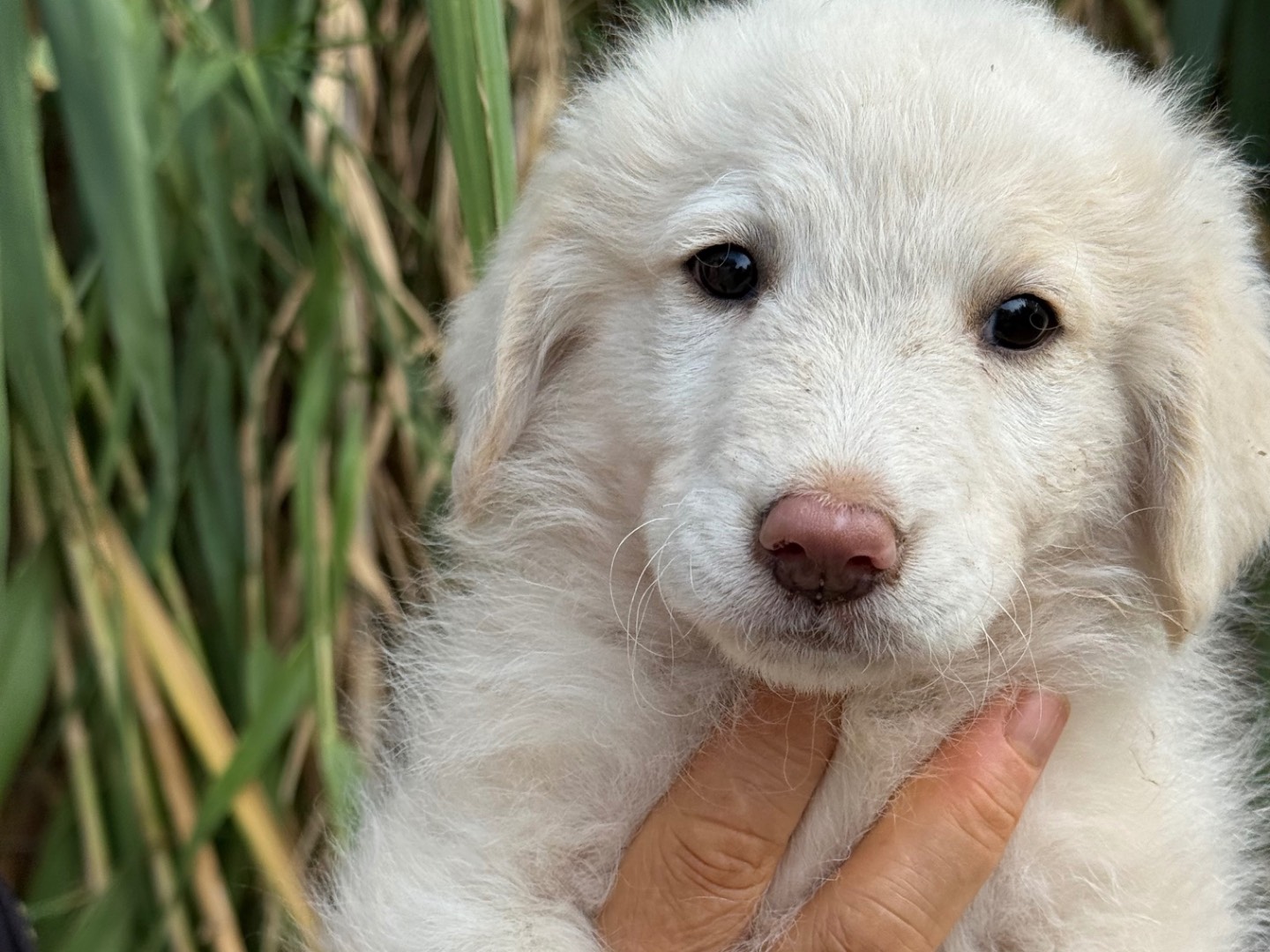 Adotta un cane, taglia media, maschio, Catanzaro