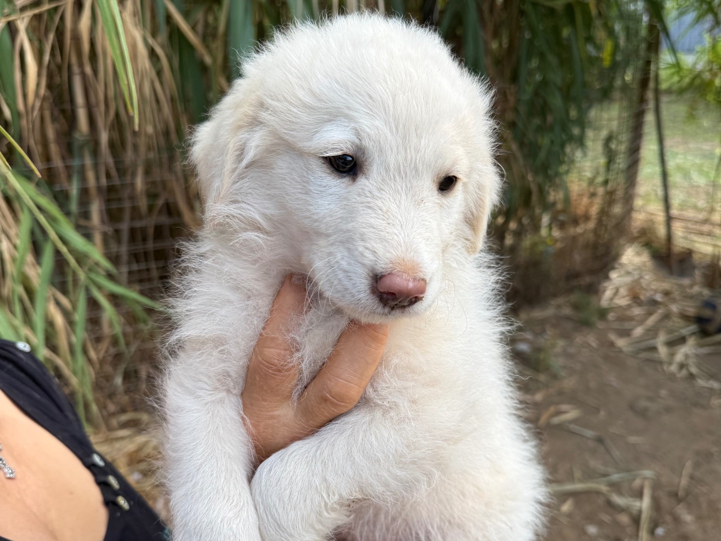 Adotta il cane Rio a Catanzaro