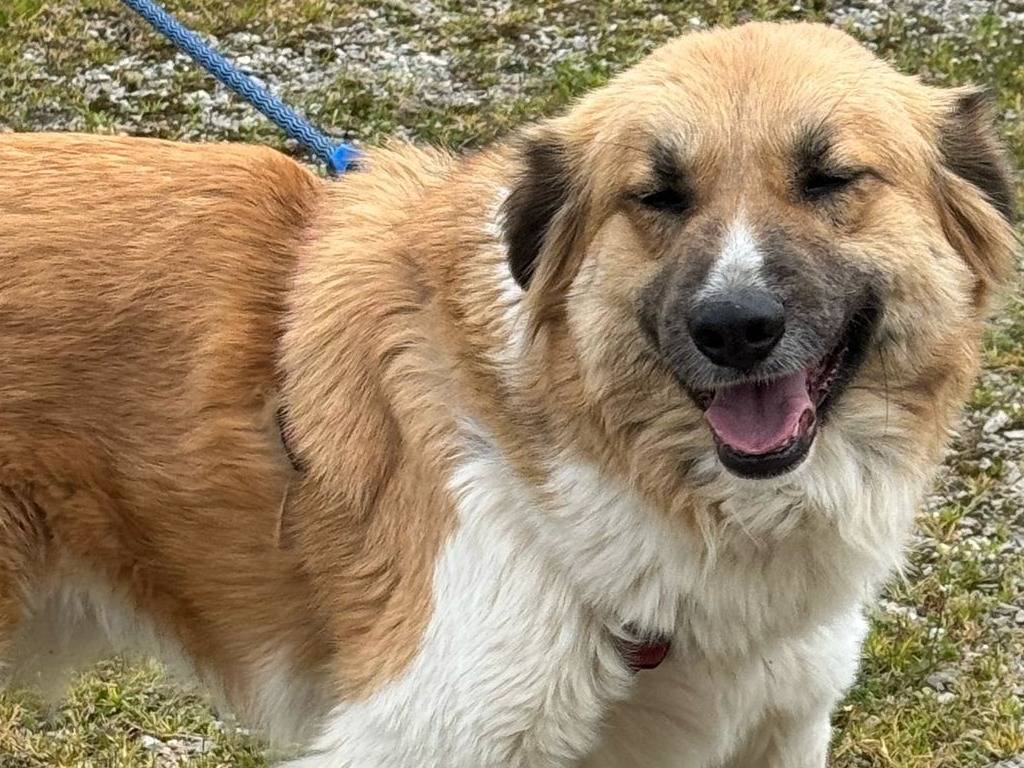 Vuoi adottare un cane a Milano?