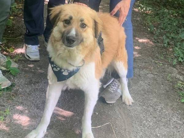 Adotta il cane AXEL a Milano