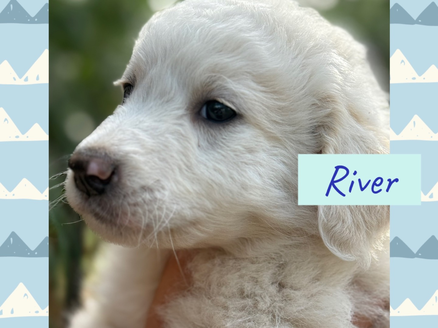 Adozione cane, maschio, Razza sconosciuta Razza sconosciuta, 4 mesi, taglia media, Catanzaro