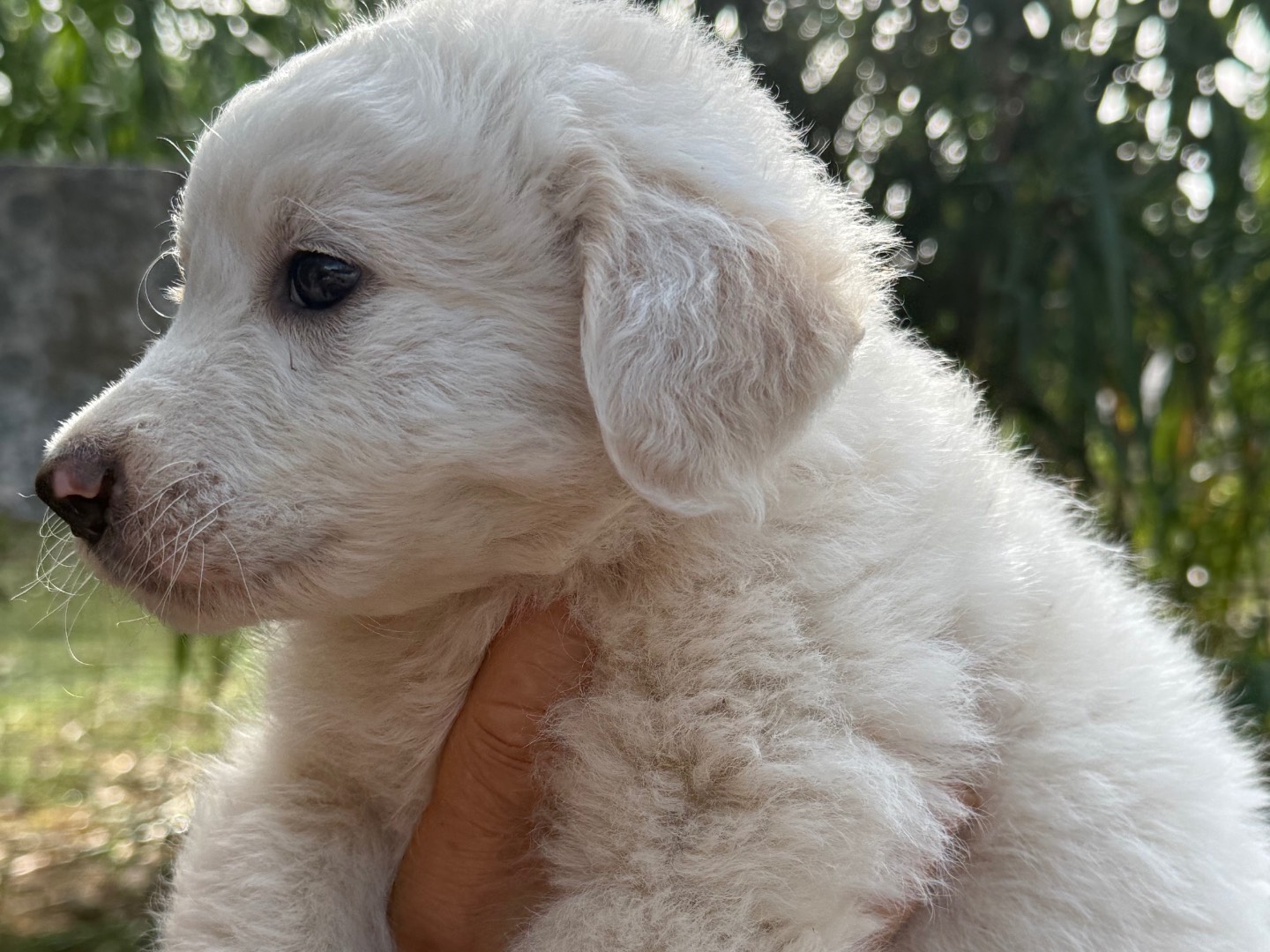 Adotta un cane, maschio, 4 mesi, Catanzaro